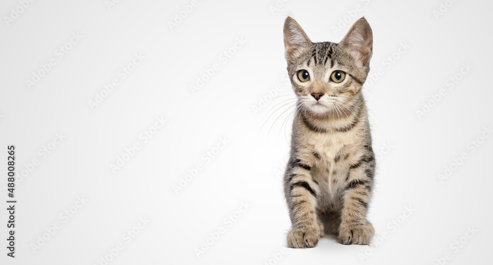 Fototapeta premium Kitten looking to the camera tilt head cute baby cat sitting on white background isolated sit