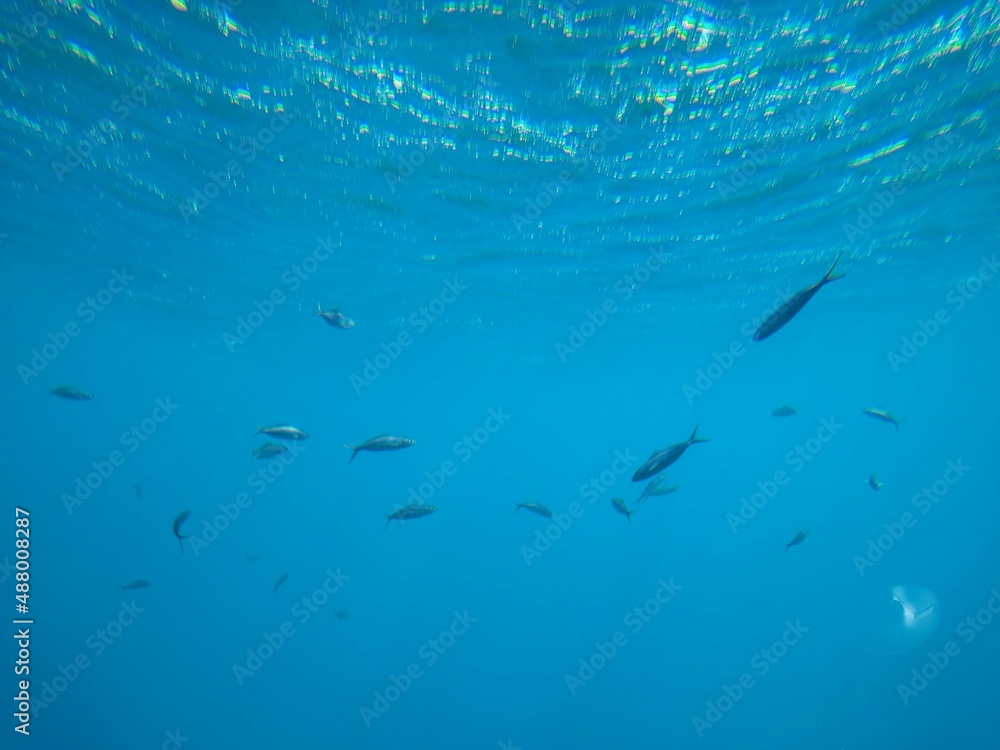 The underwater world of the sea with corals and schools of fish. High quality photo The underwater world of the sea with corals and schools of fish. High quality photo