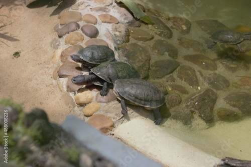 three turtles coming out of the water photo