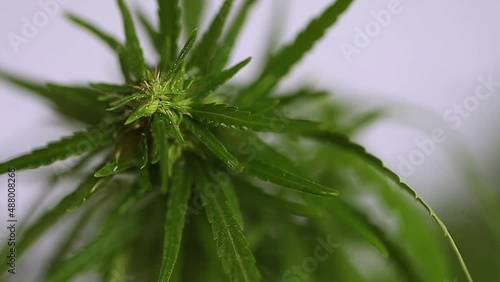 CBD Hemp oil, droplet of Cannabis oil against Marijuana buds. Macro close up of droplet dosing cannabis CBD oil