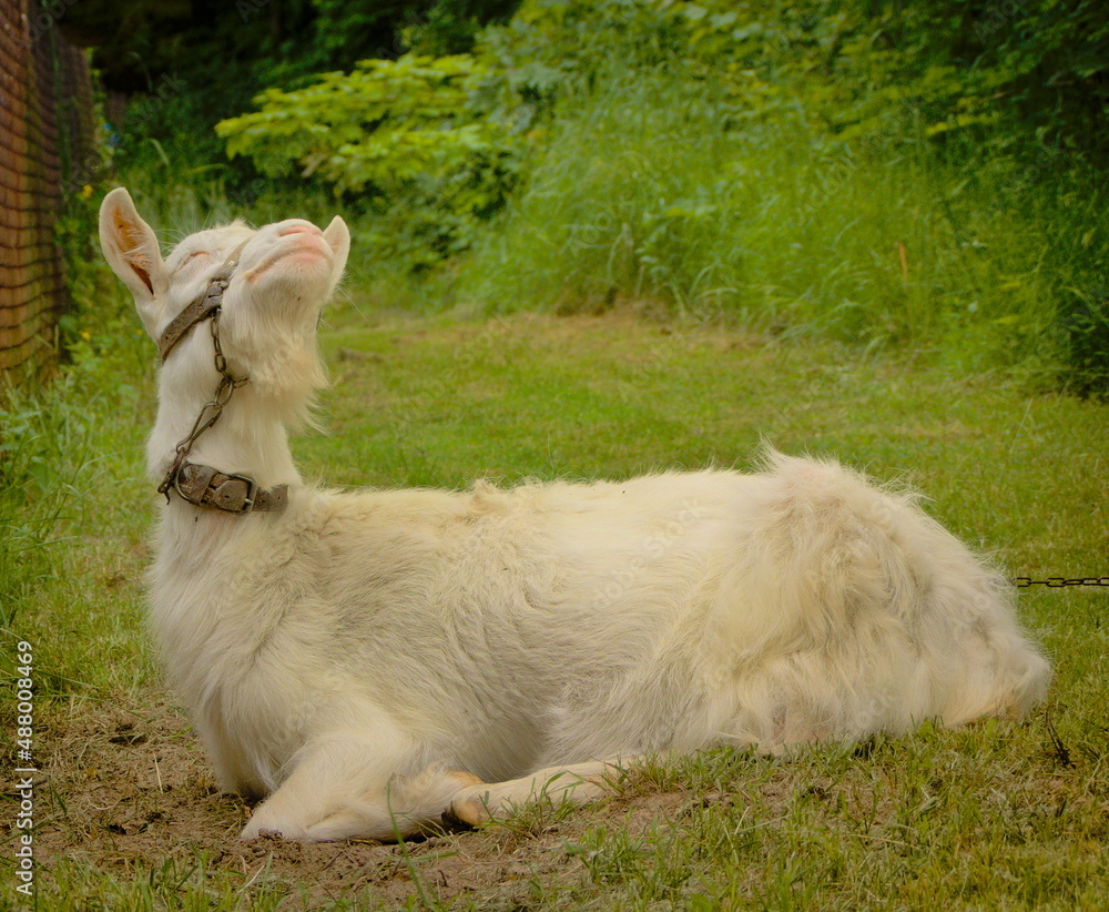 Obraz premium Goat in the spring pasture.