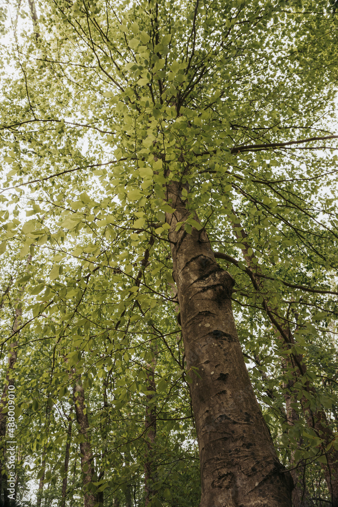 Obraz premium tree in the forest
