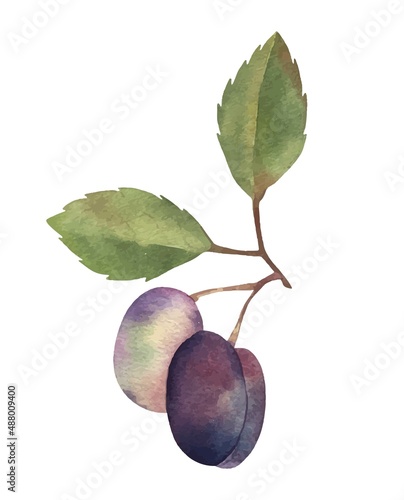 Watercolor vector hand drawn plums set botanical illustrations. Isolated on white. Food summer