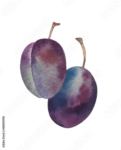 Watercolor vector hand drawn plums set botanical illustrations. Isolated on white. Food summer