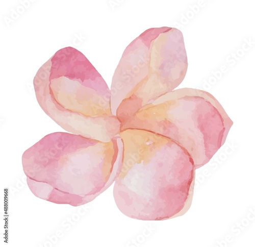Watercolor vector tropical exotic watercolor plumeria flower. Object isolated on white