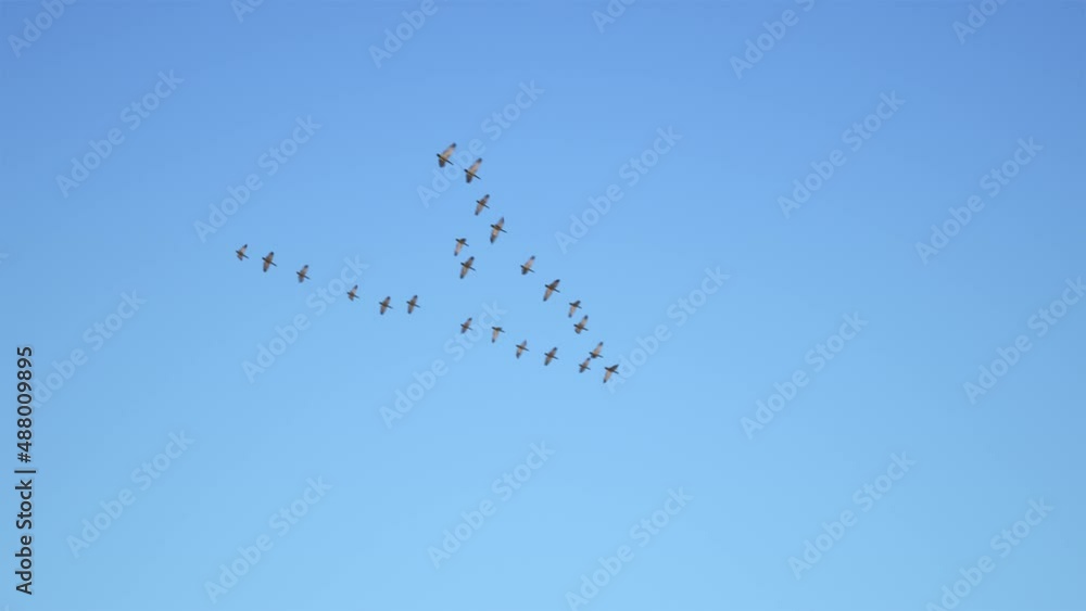 Birds flying in V formation. Flock of birds in V Shaped flight formation migrating together. Concept for leadership and teamwork. Birds flying in V formation. Flock of birds in V Shaped flight formation migrating together. Concept for leadership and teamwork.