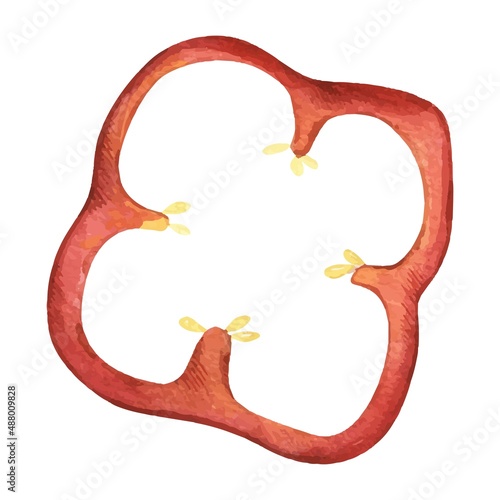 Watercolor vector hand drawn food vegetables, slice red bell pepper. Isolated elements