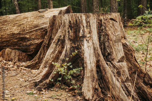 stump in the forest