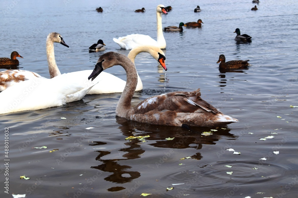 The mute swan (Cygnus olor) is a species of swan and a member of the waterfowl family Anatidae. The mute swan (Cygnus olor) is a species of swan and a member of the waterfowl family Anatidae.