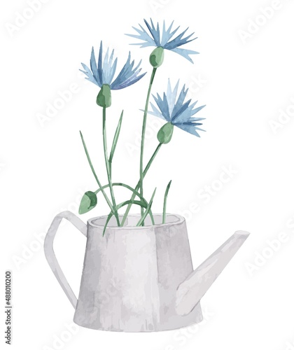 Watercolor vector wild herbs flowers in watering can and jug. Hand drawn botanical flowers