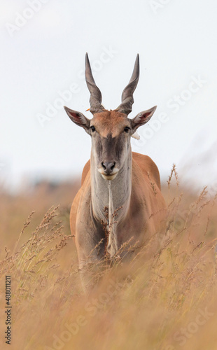 Eland Bull  Kruger National Park