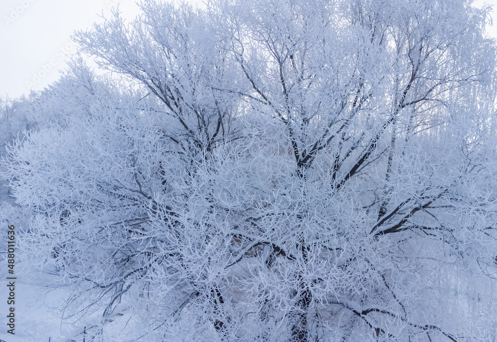 trees after freezing rain trees after freezing rain