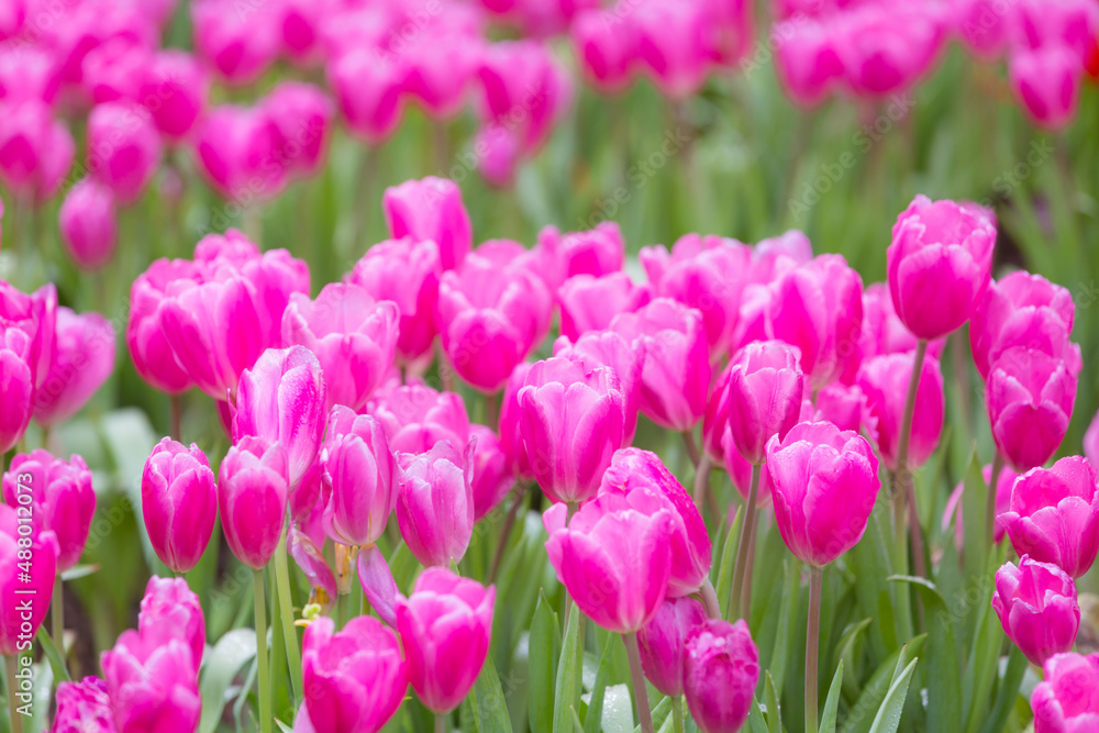 field of pink tulips field of pink tulips