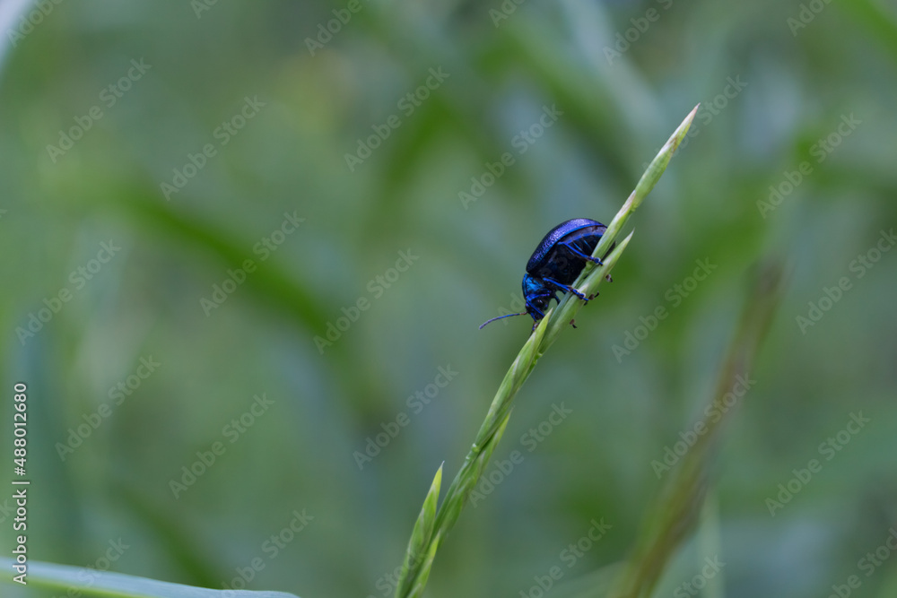 blue beetle on spikelet..