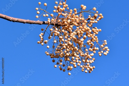 Frutos en las ramas del árbol del paraíso en invierno, melia azedarach photo