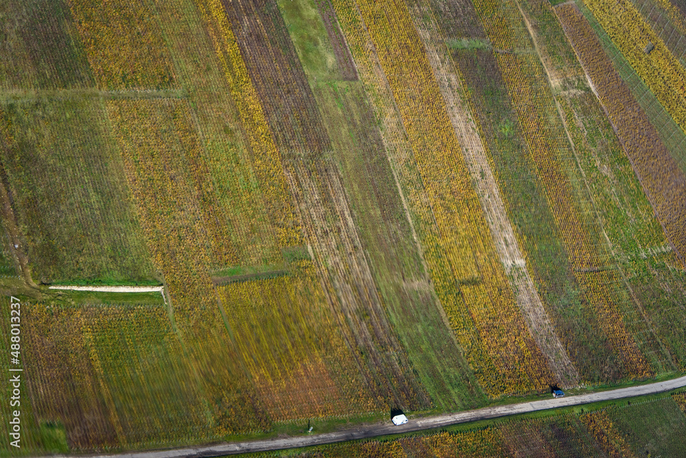 vue aérienne de vignes à l'automne à Festigny dans la Marne en France - obrazy, fototapety, plakaty 