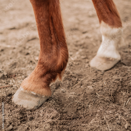 Legs of a brown horse. Hooves on the ground close-up.