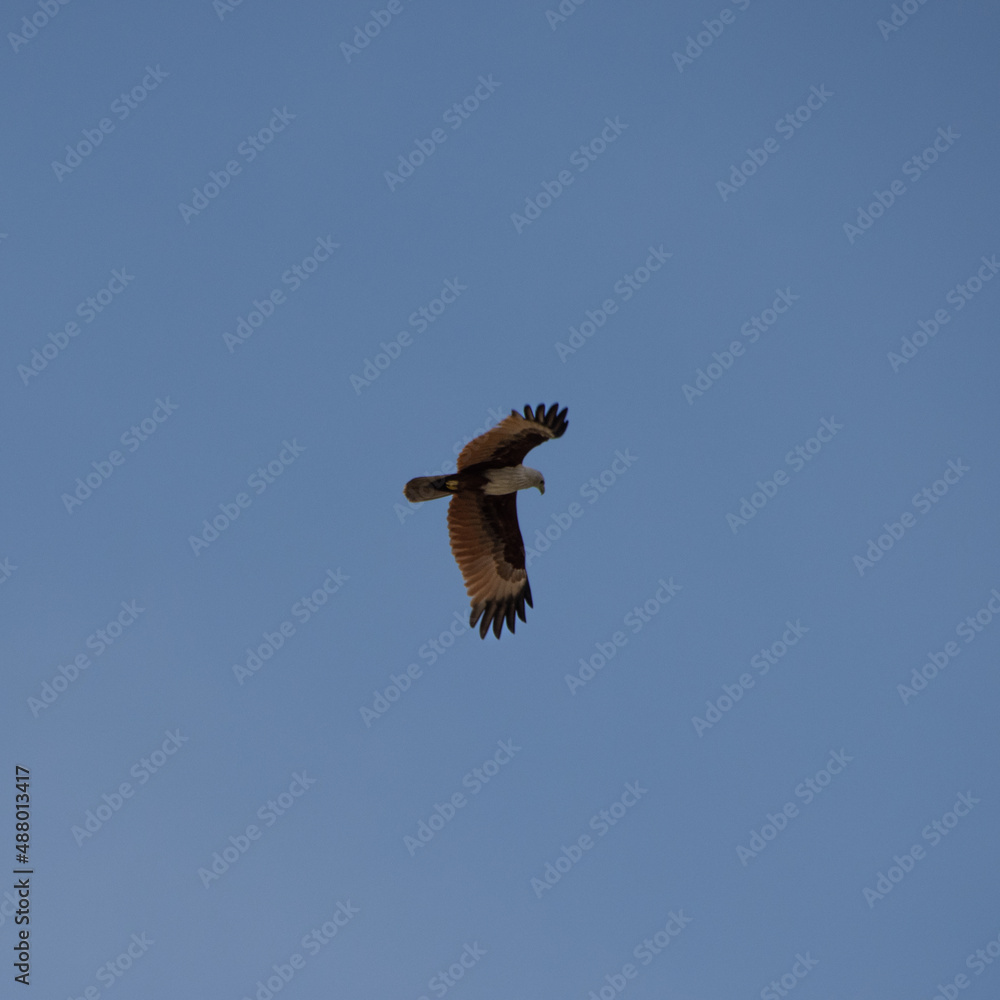 Wild Eagle soaring high above Patong Beach Phuket Thailand seeking food and hunting fish from the sea Wild Eagle soaring high above Patong Beach Phuket Thailand seeking food and hunting fish from the sea