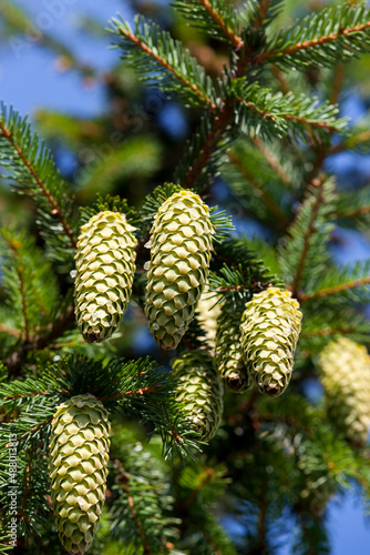 green fir cones on a tree or in sunny weather