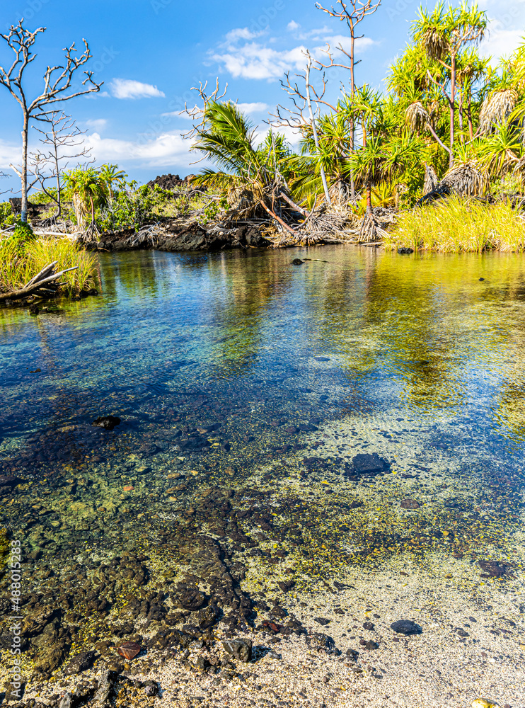 Brackish Pool and Halla Trees Surrounded  By Lava Field Near Pohue Bay, Hawaii Island, Hawaii, USA