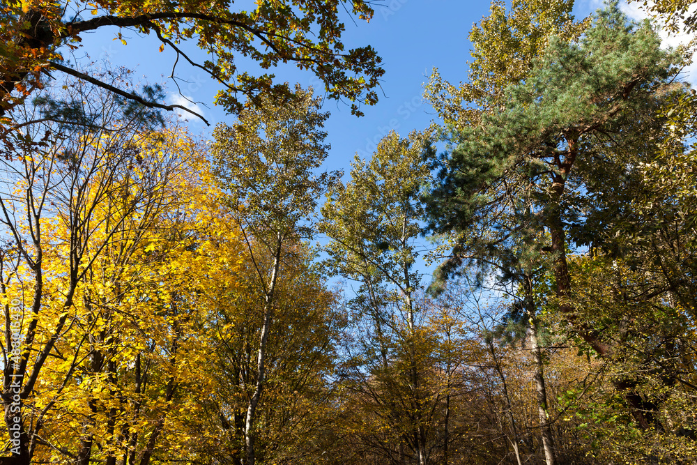 trees in a mixed forest during leaf fall trees in a mixed forest during leaf fall
