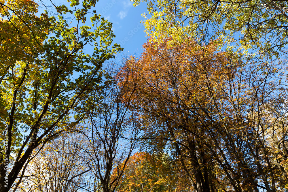 trees in a mixed forest during leaf fall trees in a mixed forest during leaf fall