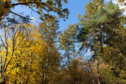 trees in a mixed forest during leaf fall