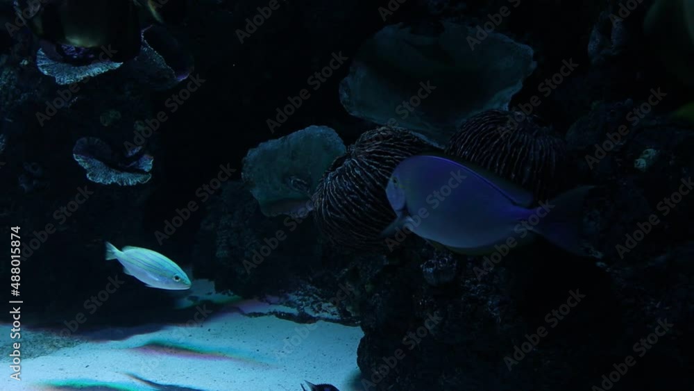 Tropical fish and coral reefs in aquarium Tropical fish and coral reefs in aquarium
