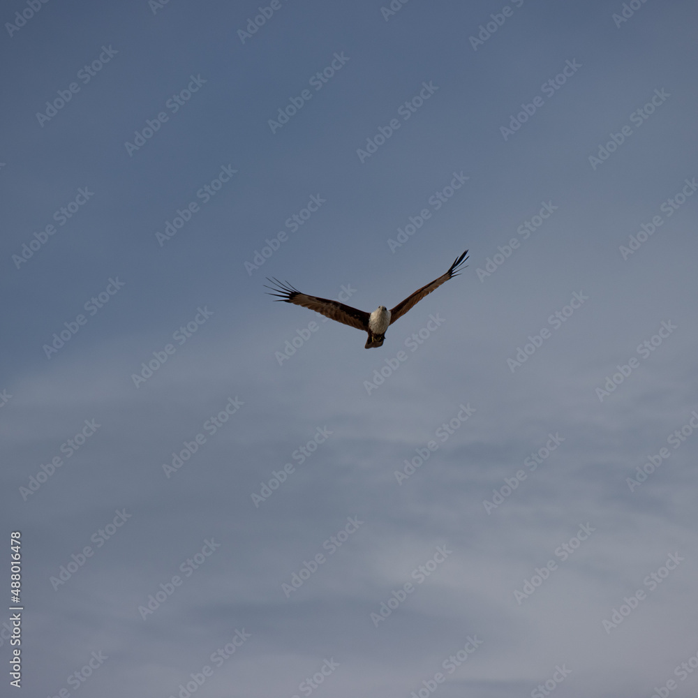 Wild Eagle soaring high above Patong Beach Phuket Thailand seeking food and hunting fish from the sea Wild Eagle soaring high above Patong Beach Phuket Thailand seeking food and hunting fish from the sea