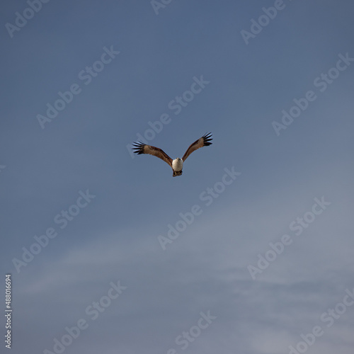 Wild Eagle soaring high above Patong Beach Phuket Thailand seeking food and hunting fish from the sea