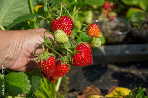 A bunch of strawberries growing in the garden in your hand. Strawberry in the hands of a farmer in the garden. Selective focus.
