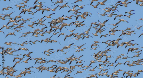 Flying geese