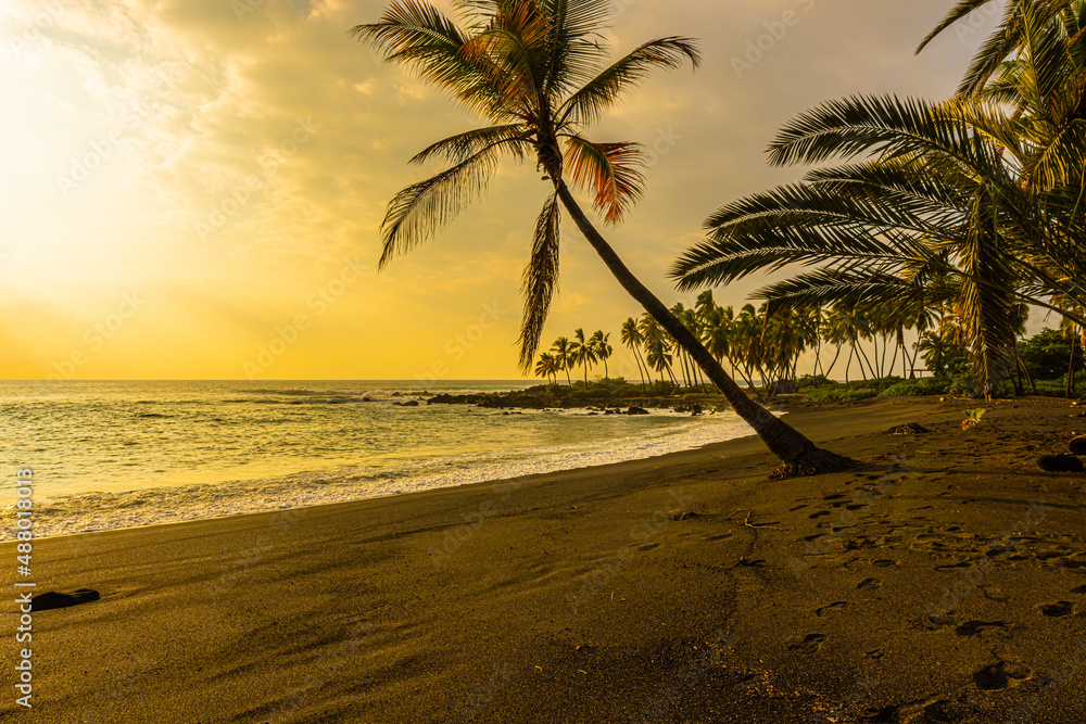 Sunset on Green Palm Trees on Black Sand on Honomolino Beach, Hawaii Island, Hawaii, USA