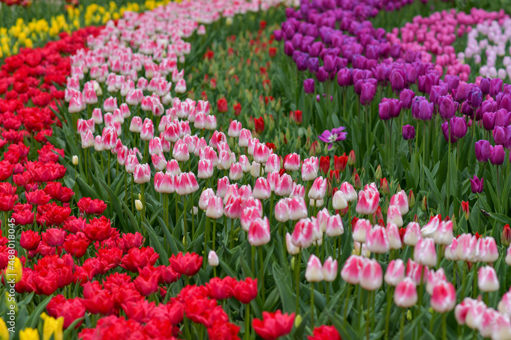 Multicolored tulip background in a park in Holland Multicolored tulip background in a park in Holland