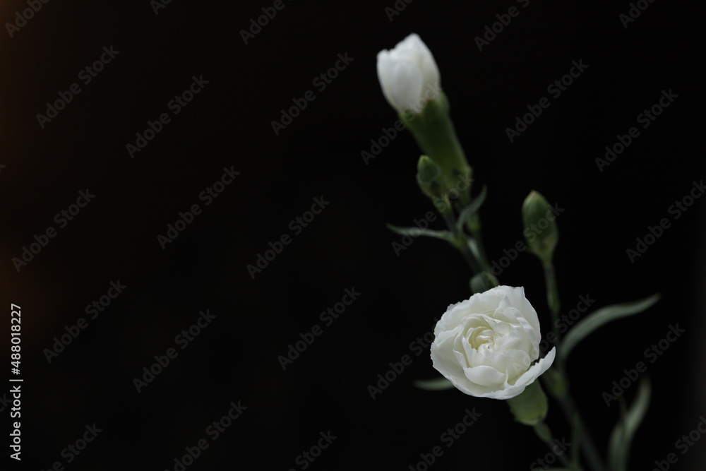 Two small white roses on a black background Two small white roses on a black background