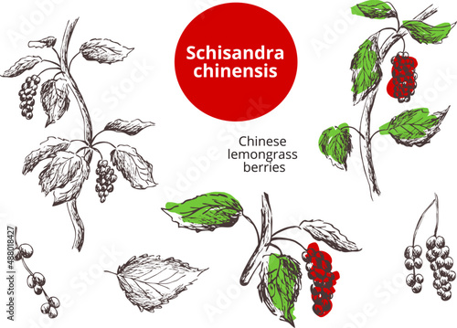 Hand drawn vintage vector sketch. Set Images of chinese lemongrass berries (schisandra chinensis). Outline  of the silhouette on a transparent background. Pharmacy eps print for label, package