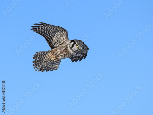 Northern Hawk Owl Flying on Blue Sky