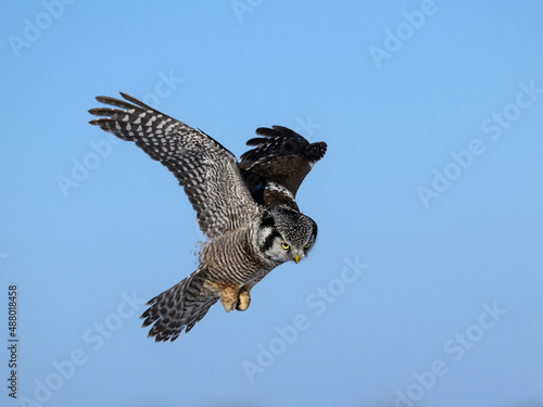 Northern Hawk Owl Landing in Winter on Blue Sky