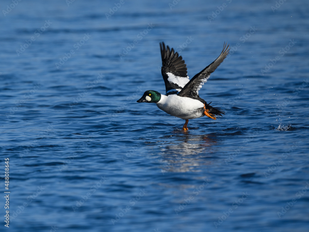 Male Common Goldeneye Taking Off From the River Male Common Goldeneye Taking Off From the River