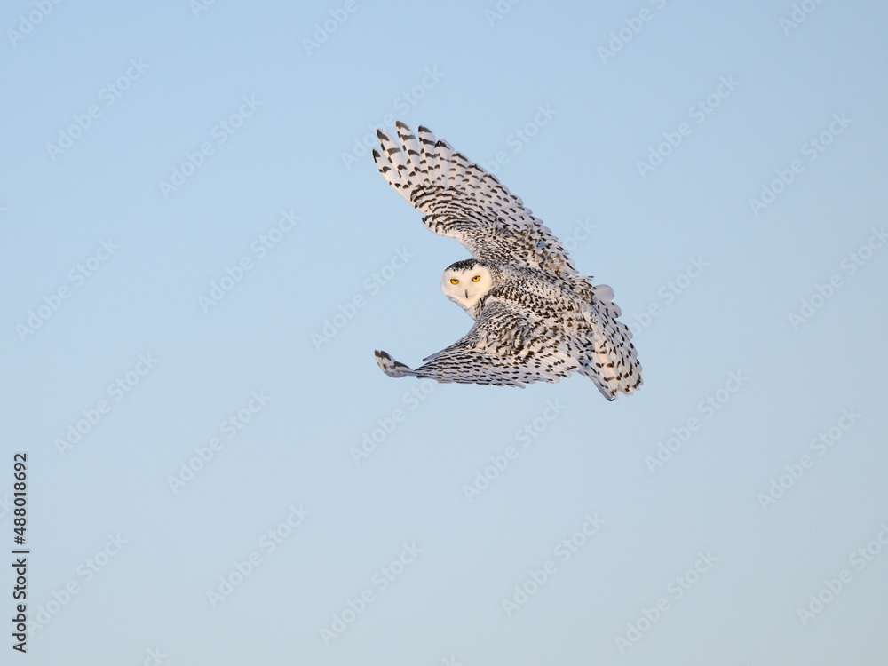 Fototapeta premium Female Snowy Owl in Flight on Blue Sky in Winter