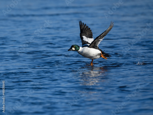 Male Common Goldeneye Taking Off From the River