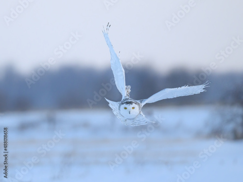 Female Snowy Owl Flying in Early Morning Light in Winter