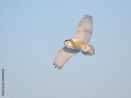 Female Snowy Owl in Flight on Blue Sky in Winter