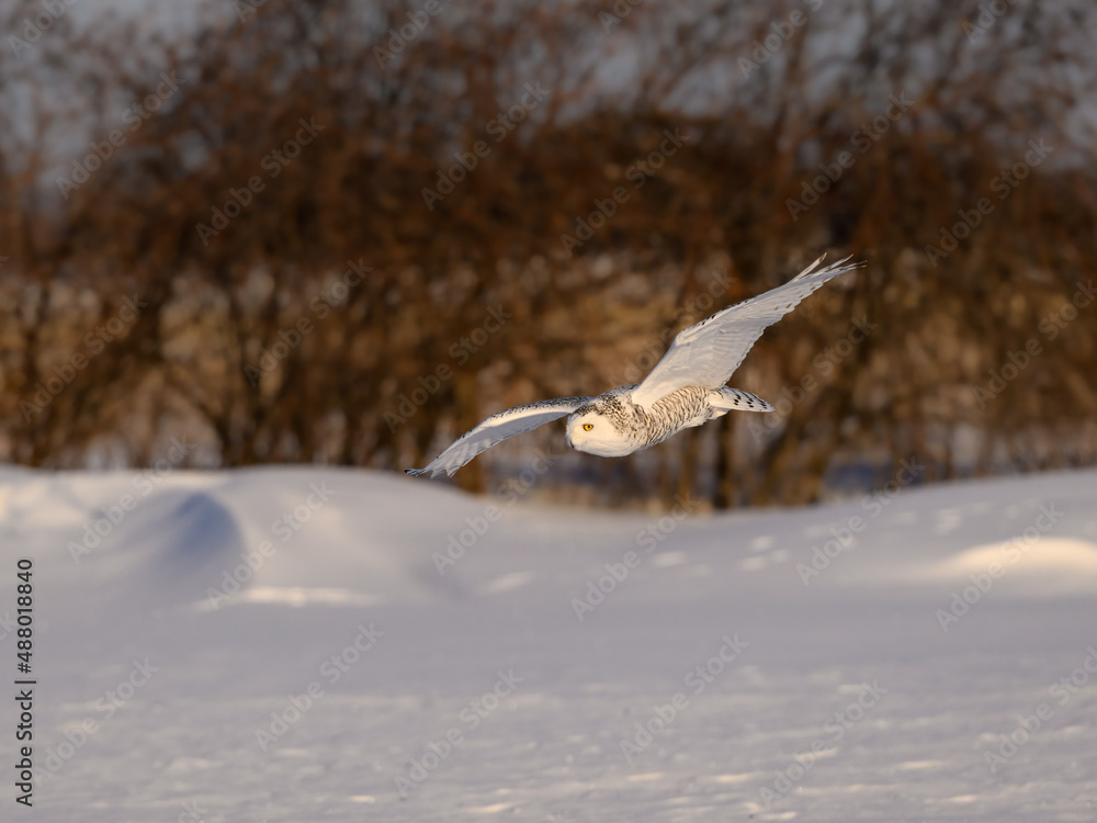 Female Snowy Owl Flying Low Over Snow Field in Winter Female Snowy Owl Flying Low Over Snow Field in Winter