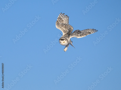 Female Snowy Owl in Flight on Blue Sky in Winter