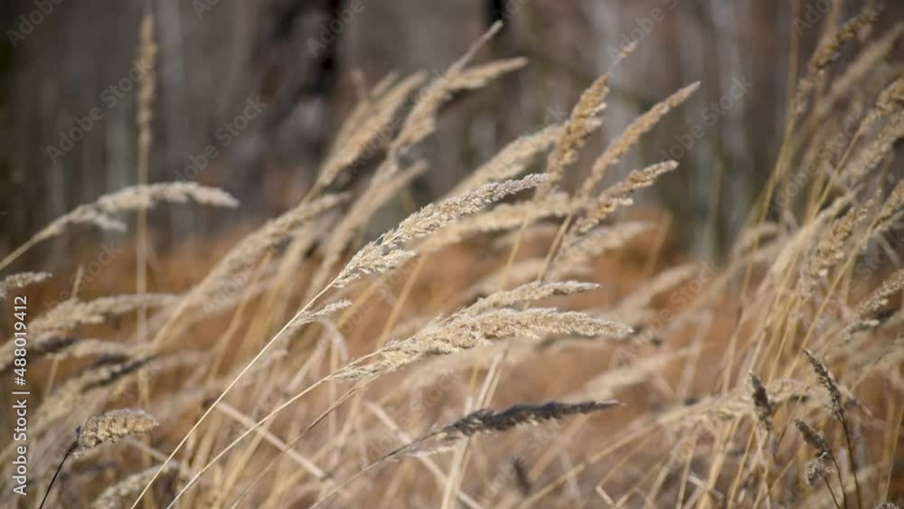Tall grass waving in the wind during sunny day Tall grass waving in the wind during sunny day