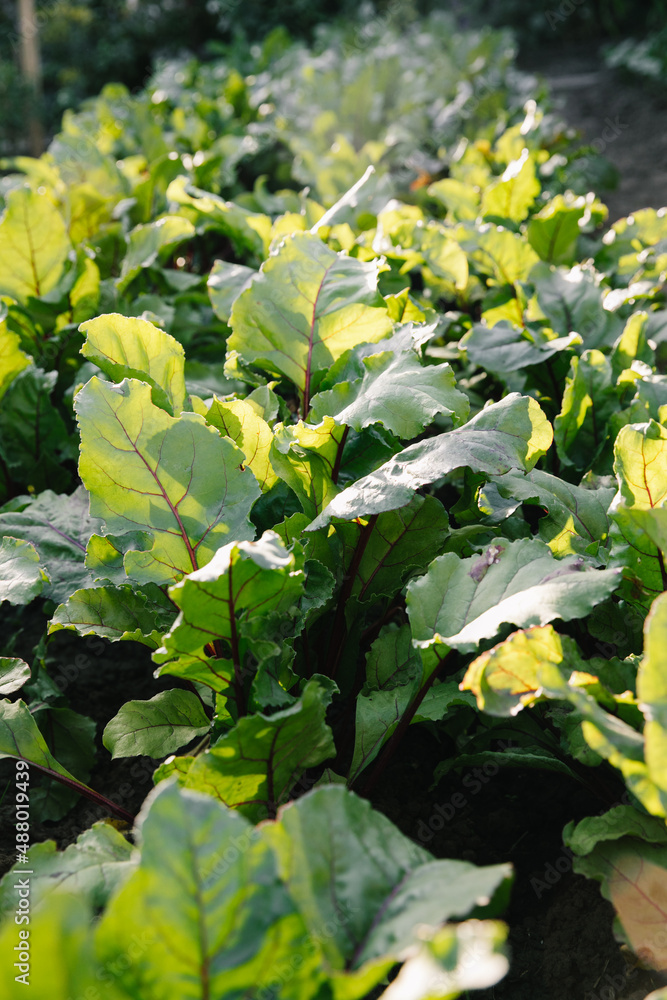 A row of young shoots of red beet. Agricultural beet plantation in the morning. A row of young shoots of red beet. Agricultural beet plantation in the morning.