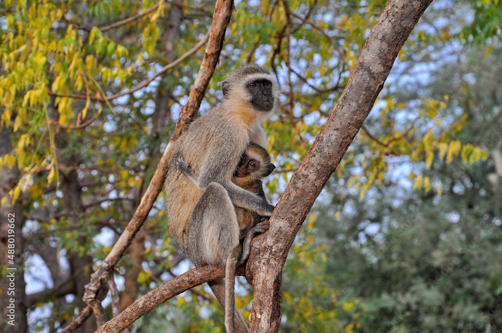Safari in the African savannah. A monkey with a cub sits on a tree.