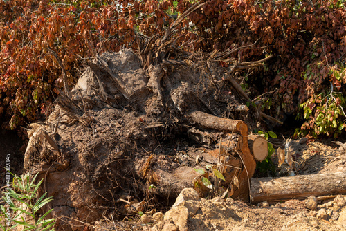 Dig a tree root Fallen tree. Torn tree root. a torn tree with roots from under the ground lies on the ground in leaves. trees are getting brutally killed and torned apart trashing the roots, branch