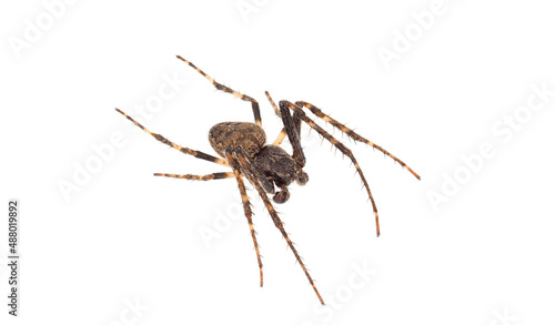 Walnut orb-weaver spider isolated on white background, Nuctenea umbratica male